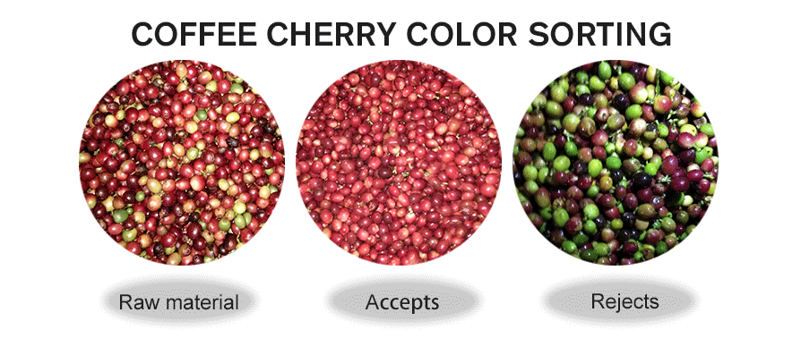 Cherry Coffee Color Sorter