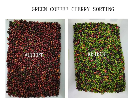Cherry Coffee Bean Color Sorter Machine 